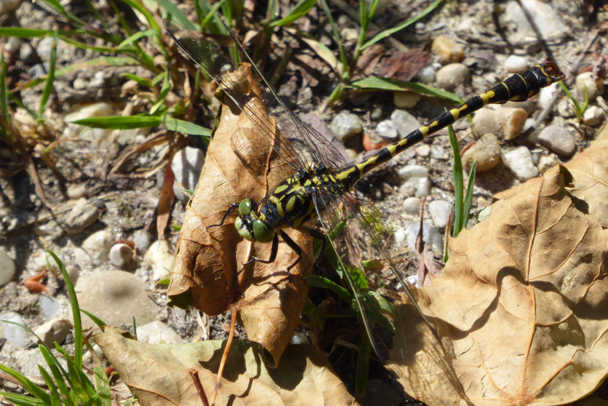 Libellen im Isarmündungsgebiet