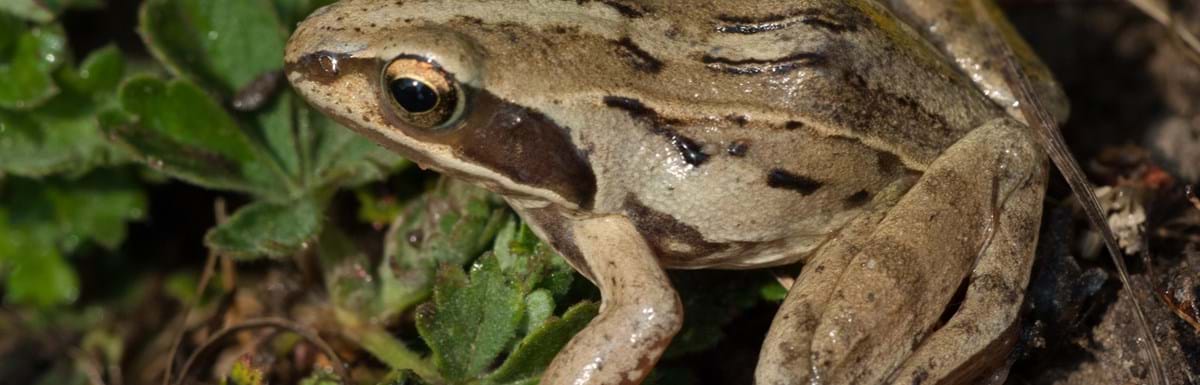 2025_04_11_Der Moorfrosch_Baumgartner J..jpg
