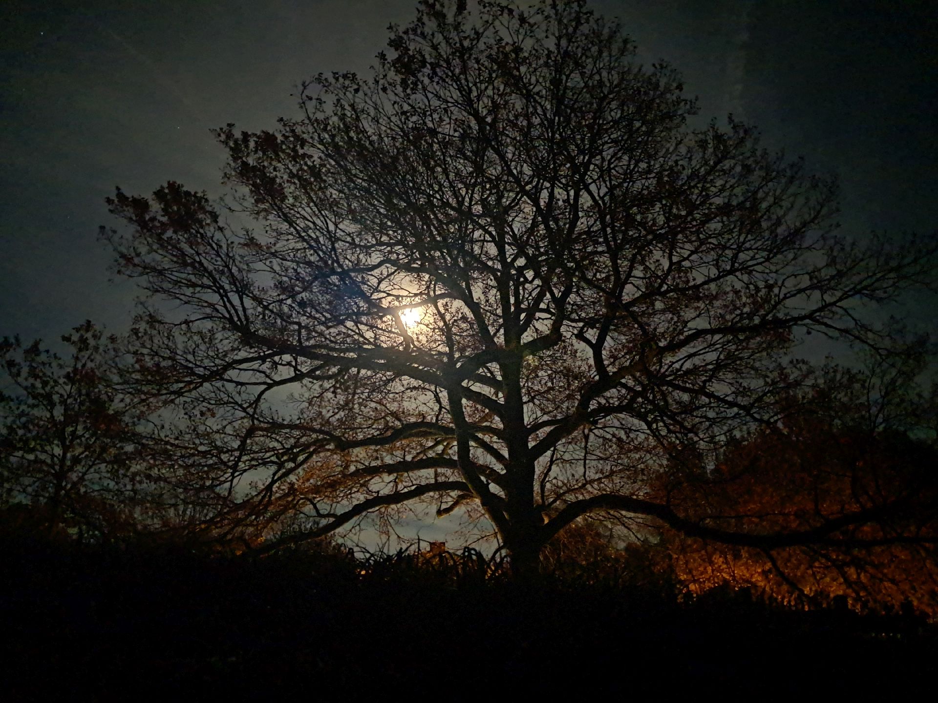Mond hinterm Baum_Lohmaier.jpg