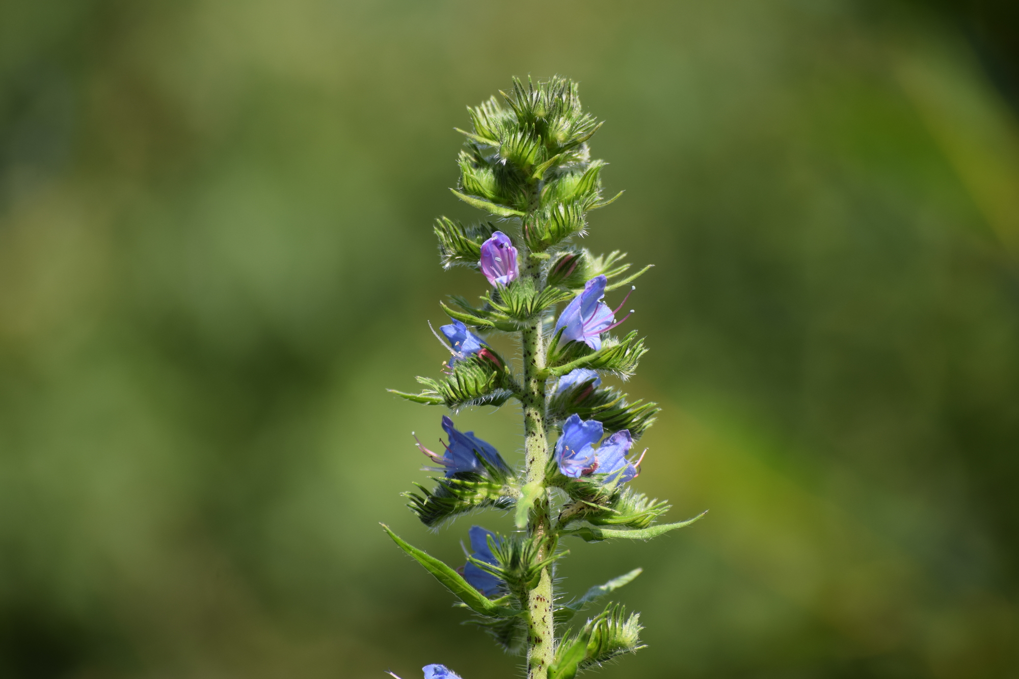 Wildpflanze des Jahres