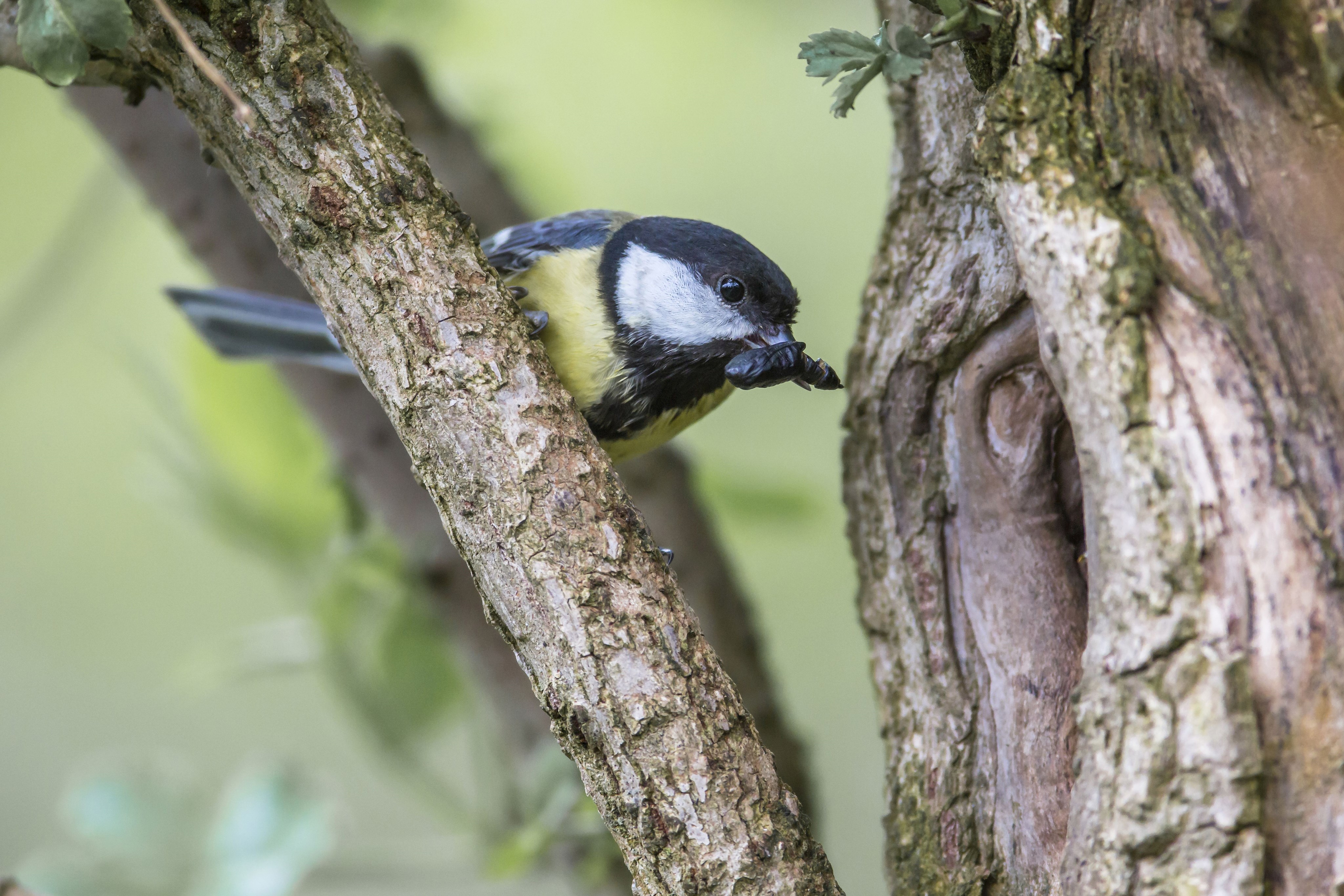 Vogelstimmenwanderung
