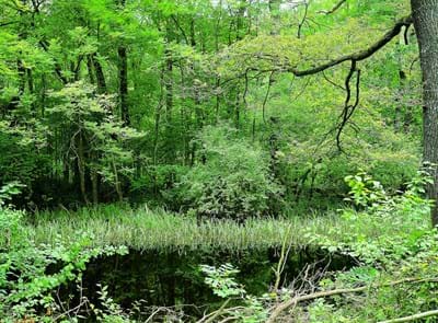 2026_06_26_Auwaldausstellung_Seite 14.jpg